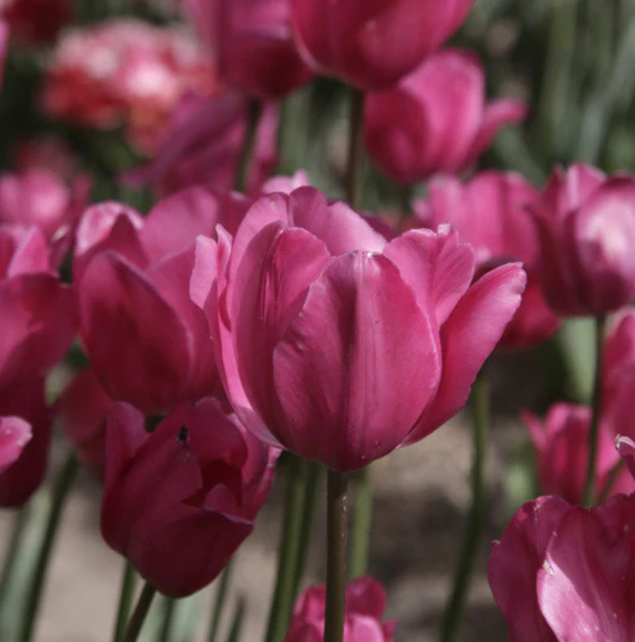 TULIPA TRIUMPH DON QUICHOTTE (15 bulbs)