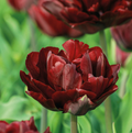 TULIPA DOUBLE LATE UNCLE TOM (15 bulbs)