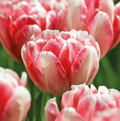 TULIPA DOUBLE EARLY RED FOXTROT (15 bulbs)