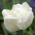 TULIPA DOUBLE LATE MOUNT TACOMA (15 bulbs)