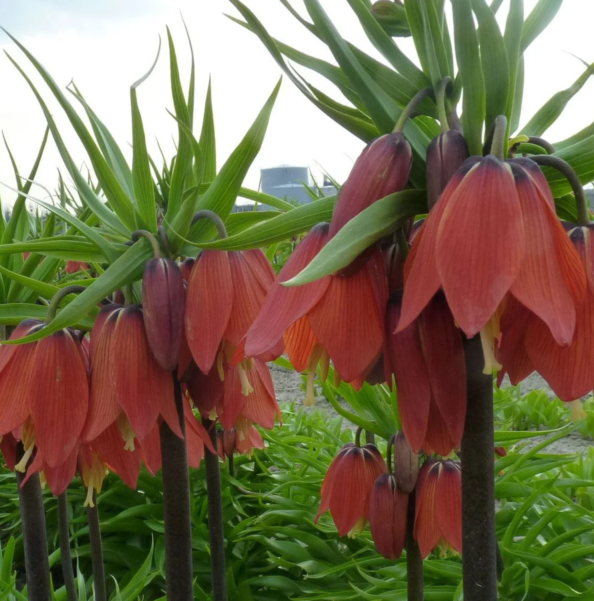 FRITILLARIA IMPERIALIS RED BEAUTY
