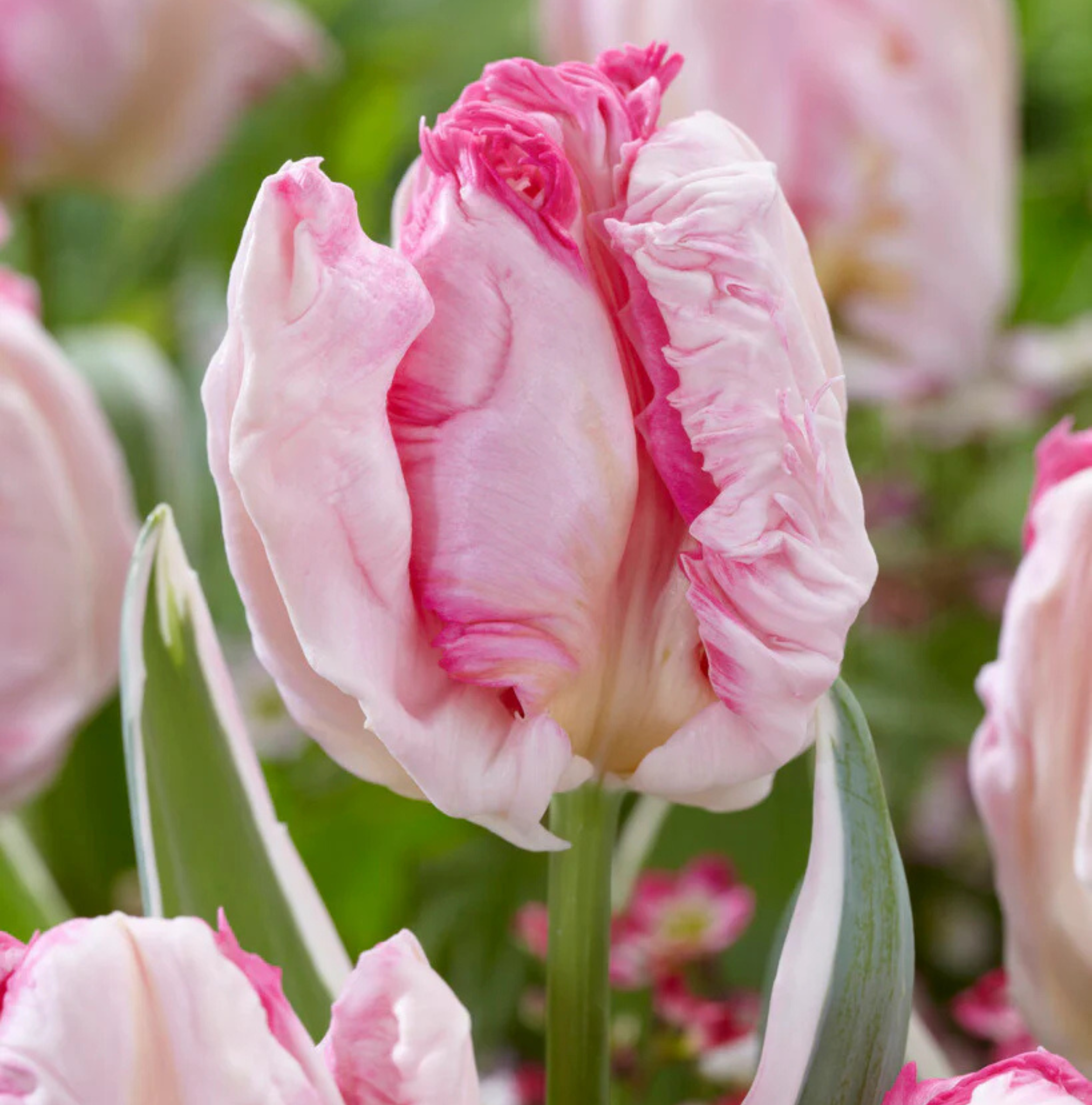 TULIPA PARROT PARROT PINKVISION (15 bulbs)