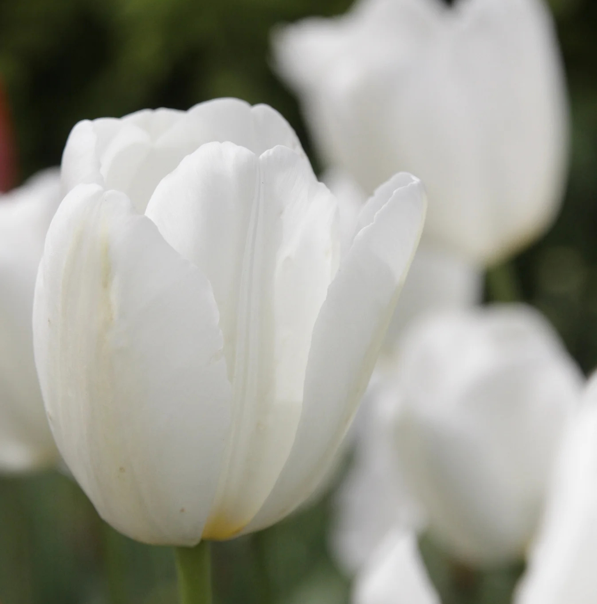 TULIPA SINGLE LATE CATHERINA (15 bulbs)