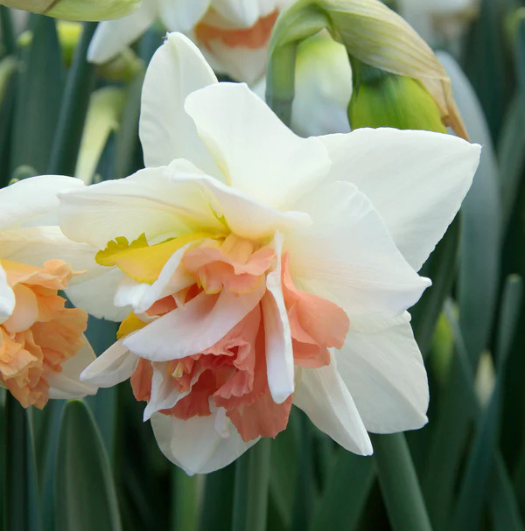 DAFFODILS DOUBLE MY STORY (15 bulbs)