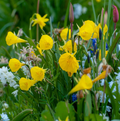 DAFFODILS BULBOCODIUM GOLDEN BELLS (15 bulbs)