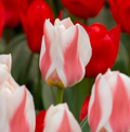 TULIPA GREIGII WILLEM VANDEN AKKER (15 bulbs)