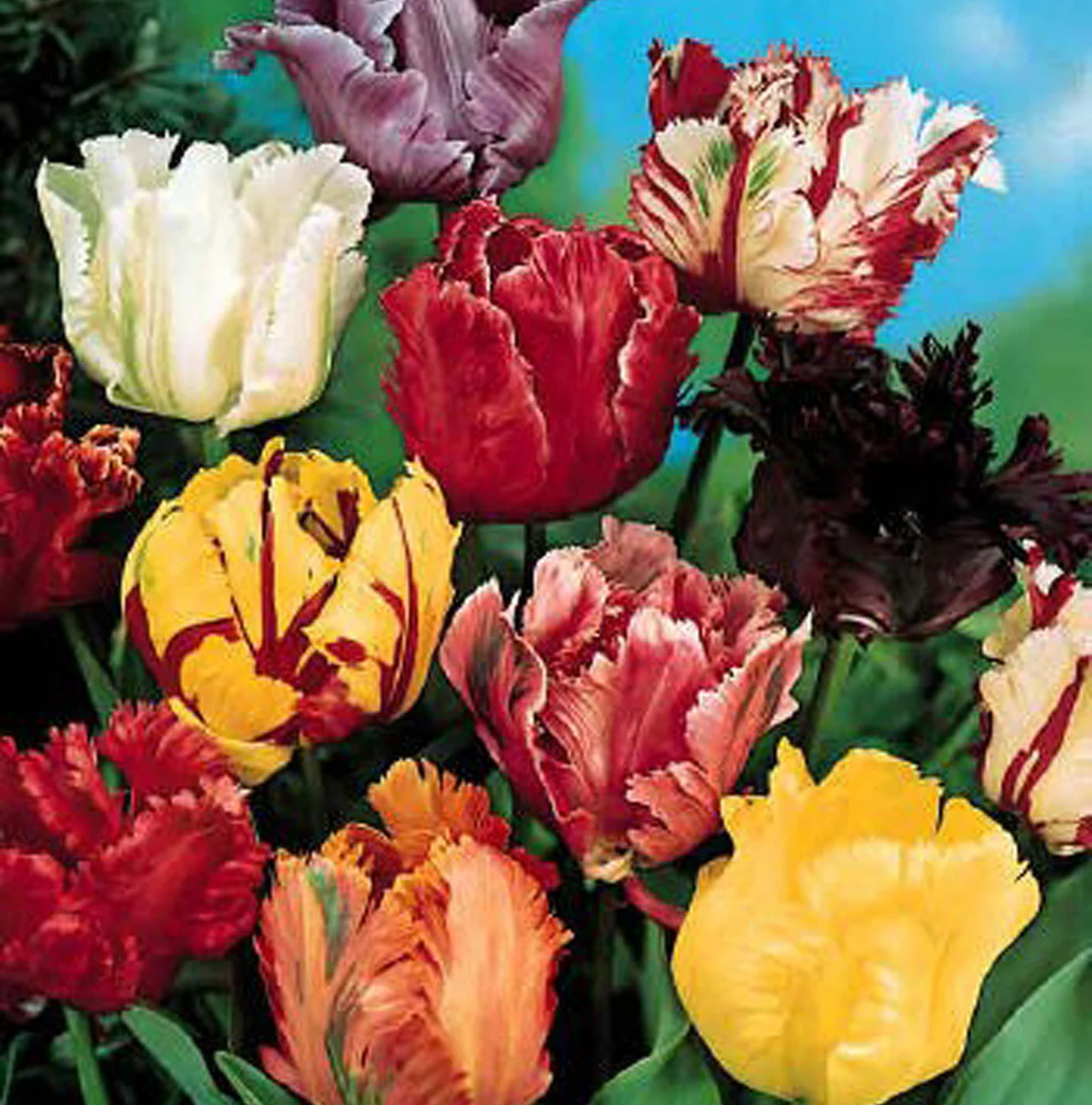 TULIPA PARROT PARROT MIXED (15 bulbs)
