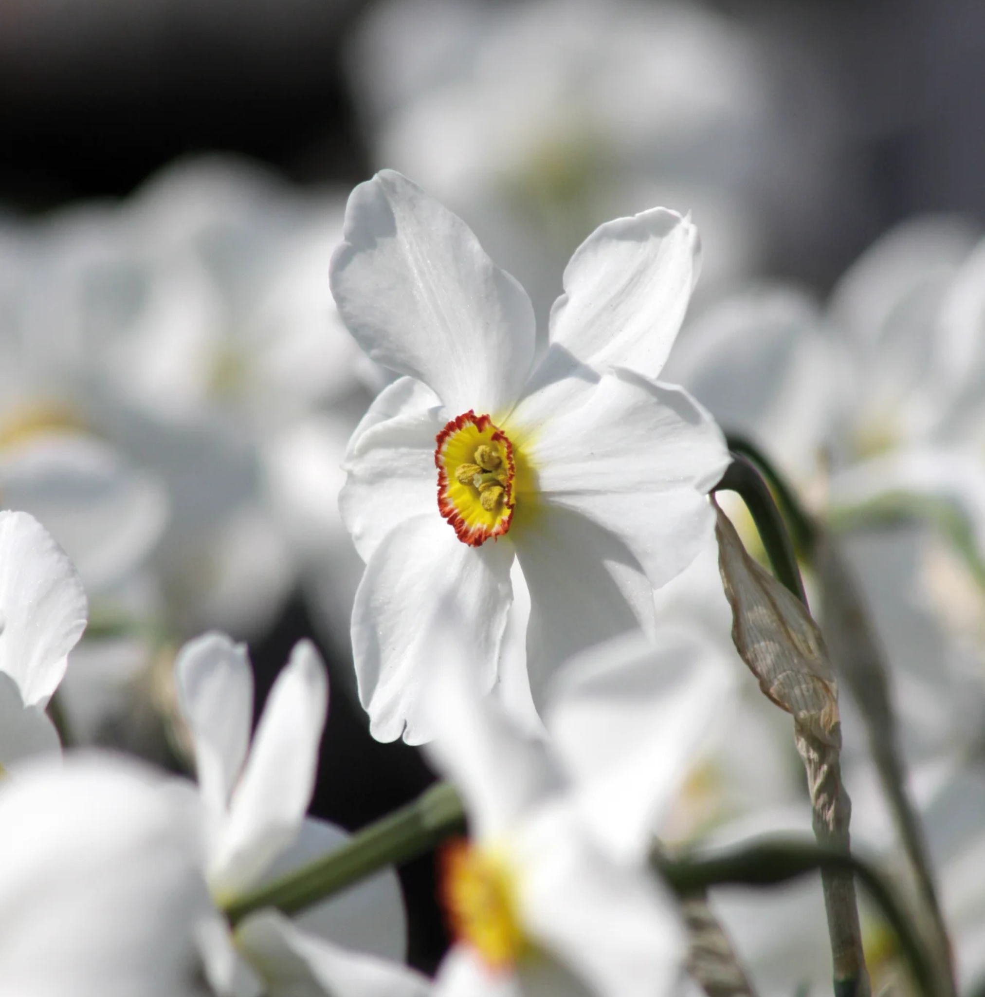 DAFFODILS POETICUS ACTAEA (15 bulbs)