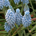 SPECIALTY BULB VALERIE FINNIS (25 bulbs)