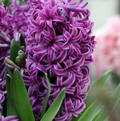 HYACINTHUS ORIENTALIS PURPLE SENSATION (10 bulbs)