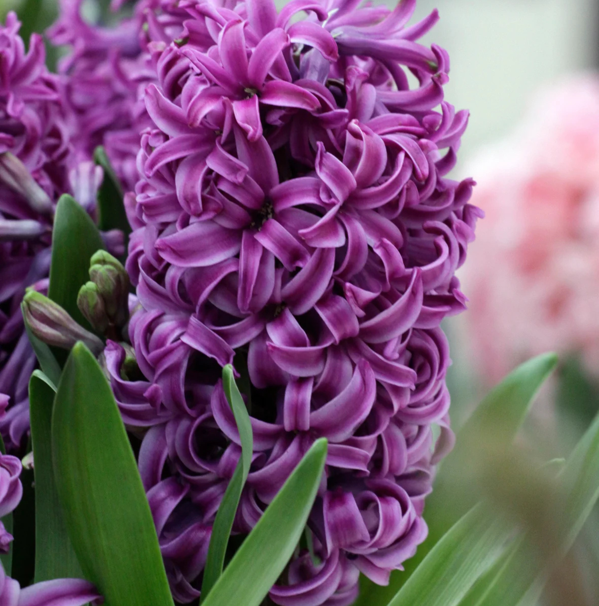 HYACINTHUS ORIENTALIS PURPLE SENSATION (10 bulbs)
