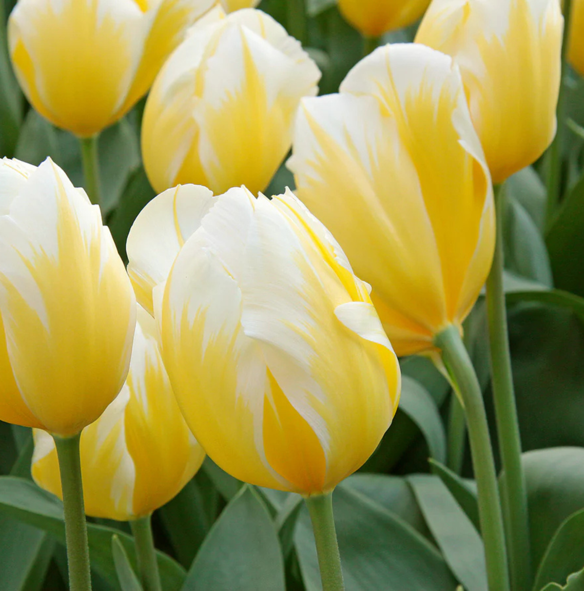 TULIPA FOSTERIANA SWEETHEART (15 bulbs)