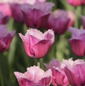 TULIPA FRINGED LOUVRE (15 bulbs)