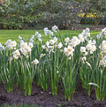 DAFFODILS TAZETTA BRIDAL CROWN (15 bulbs)