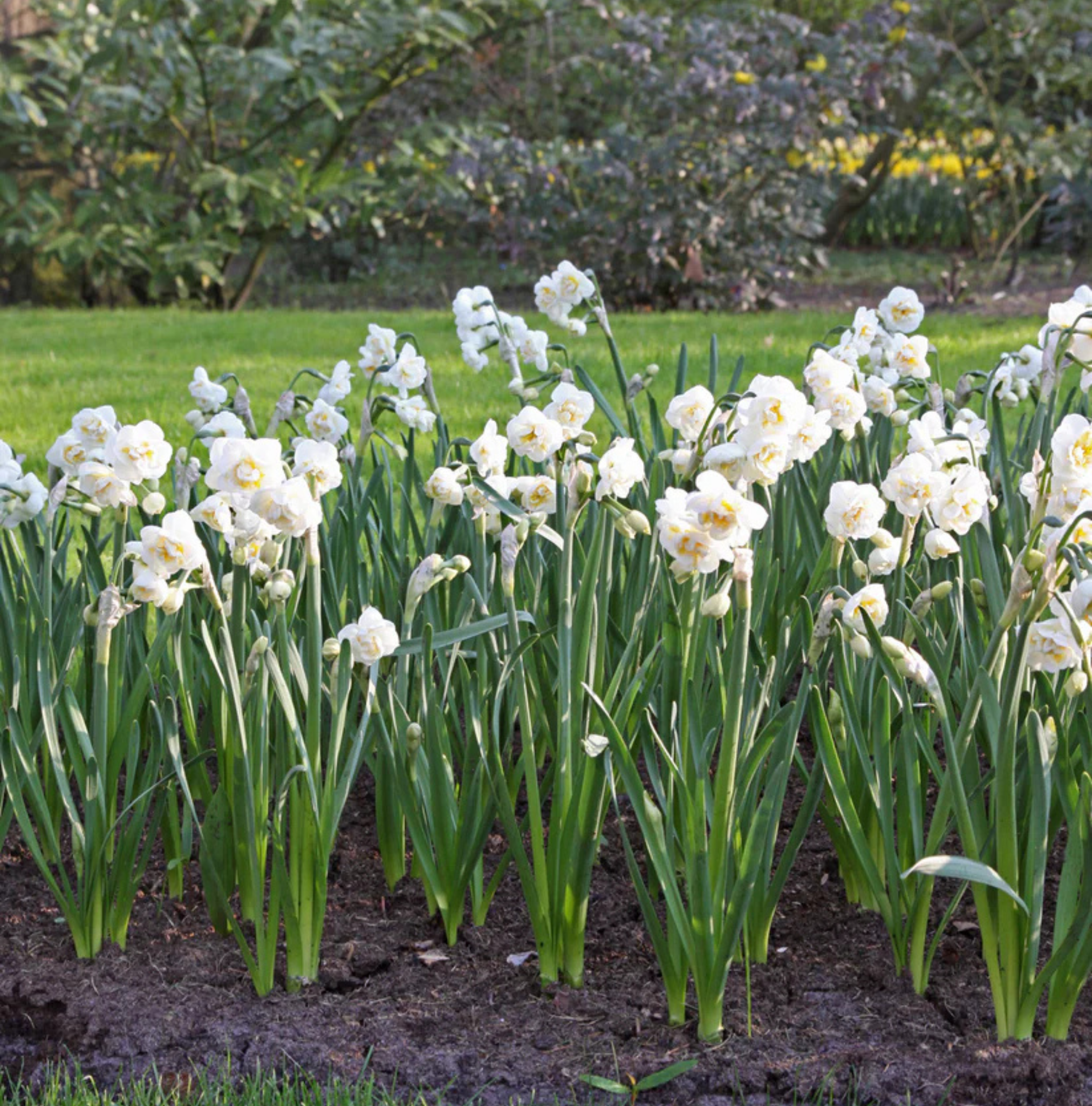 DAFFODILS TAZETTA BRIDAL CROWN (15 bulbs)