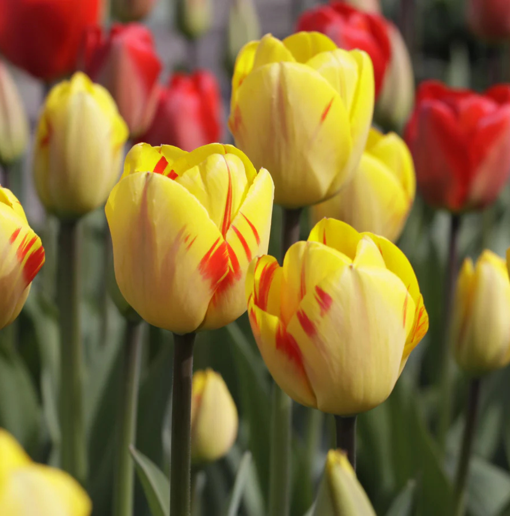 TULIPA DARWINHYBRID OLYMPIC FLAME (15 bulbs)