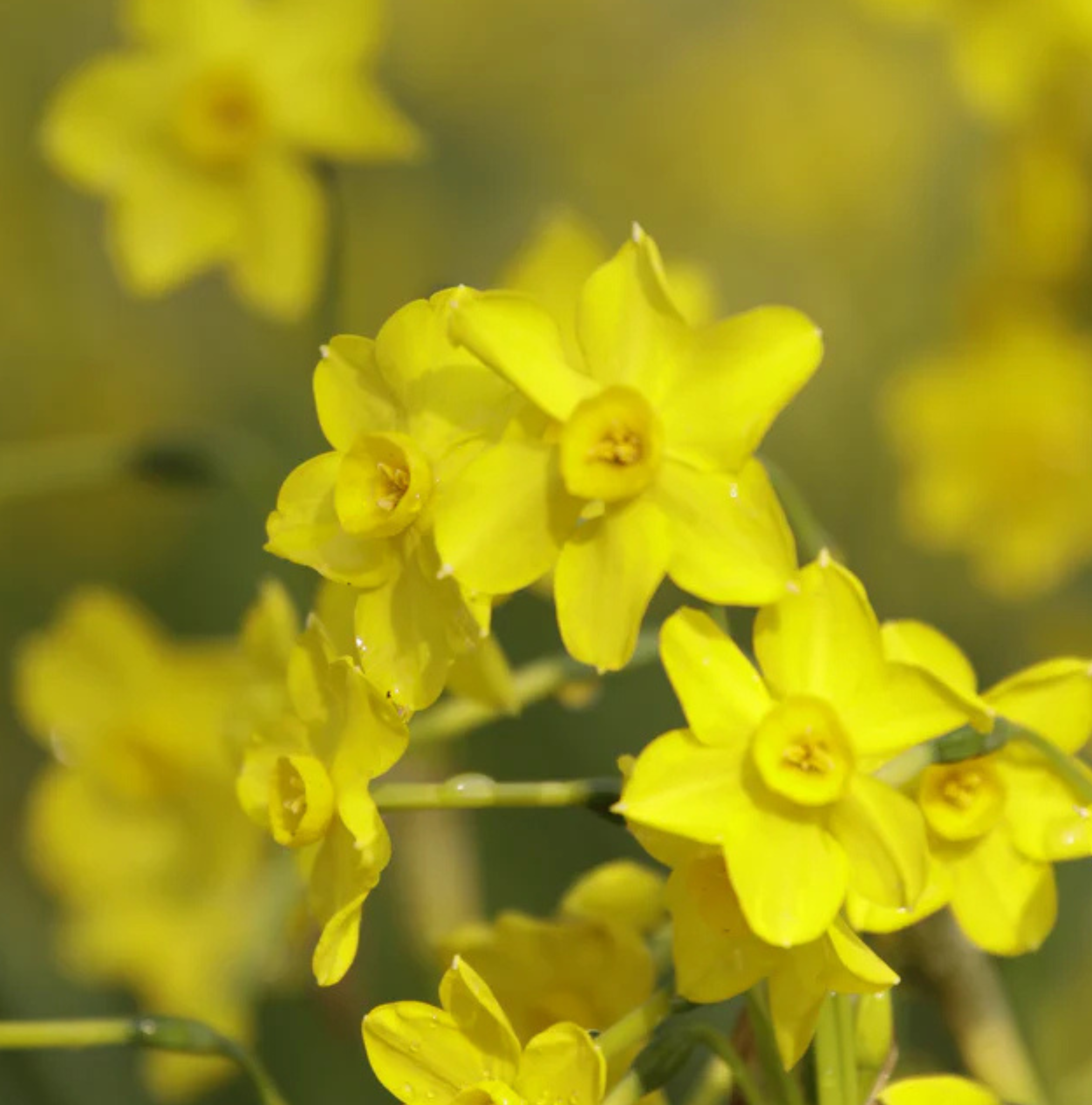 DAFFODILS JONQUILLA BABY BOOMER (15 bulbs)