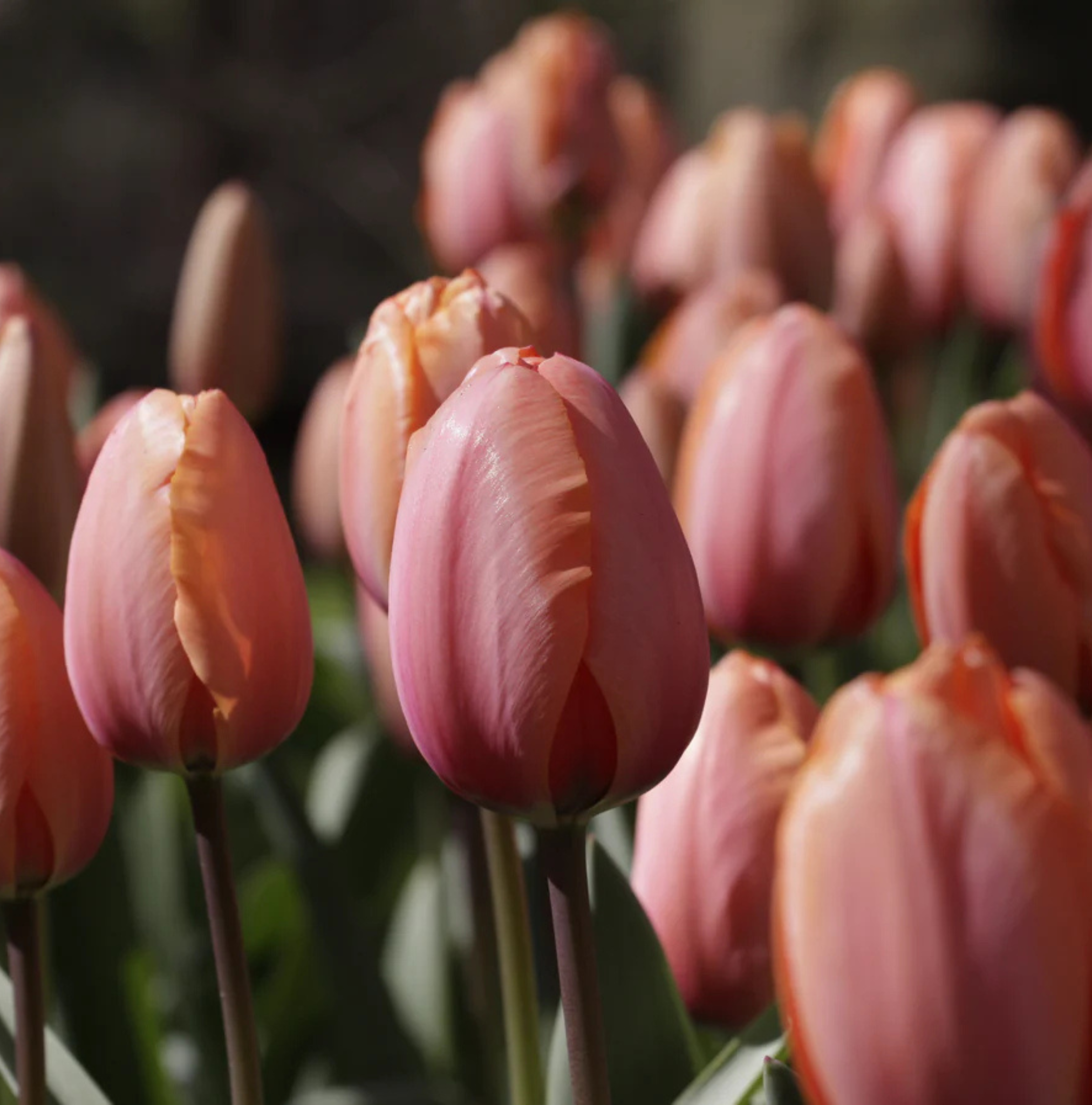 TULIPA DARWINHYBRID APRICOT IMPRESSION (15 bulbs)