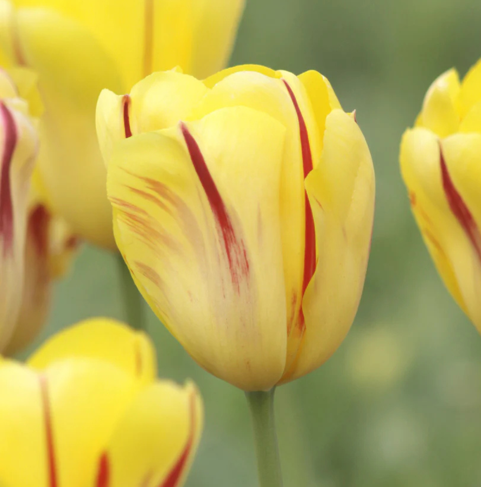 TULIPA TRIUMPH WASHINGTON (15 bulbs)