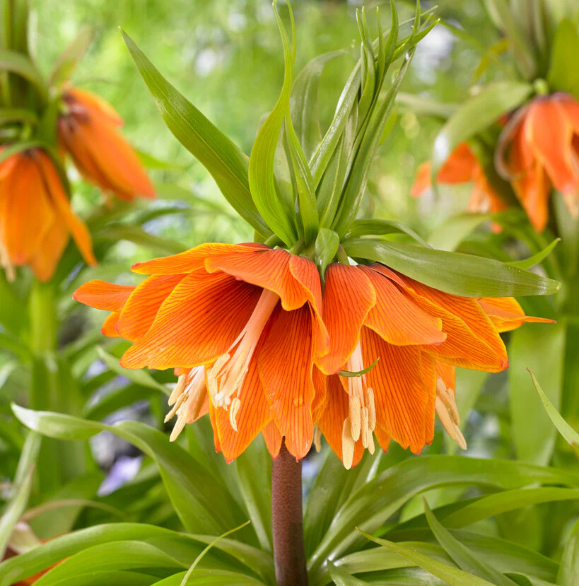 FRITILLARIA IMPERIALIS SUNSET