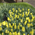 TULIPA FOSTERIANA CANDELA (15 bulbs)