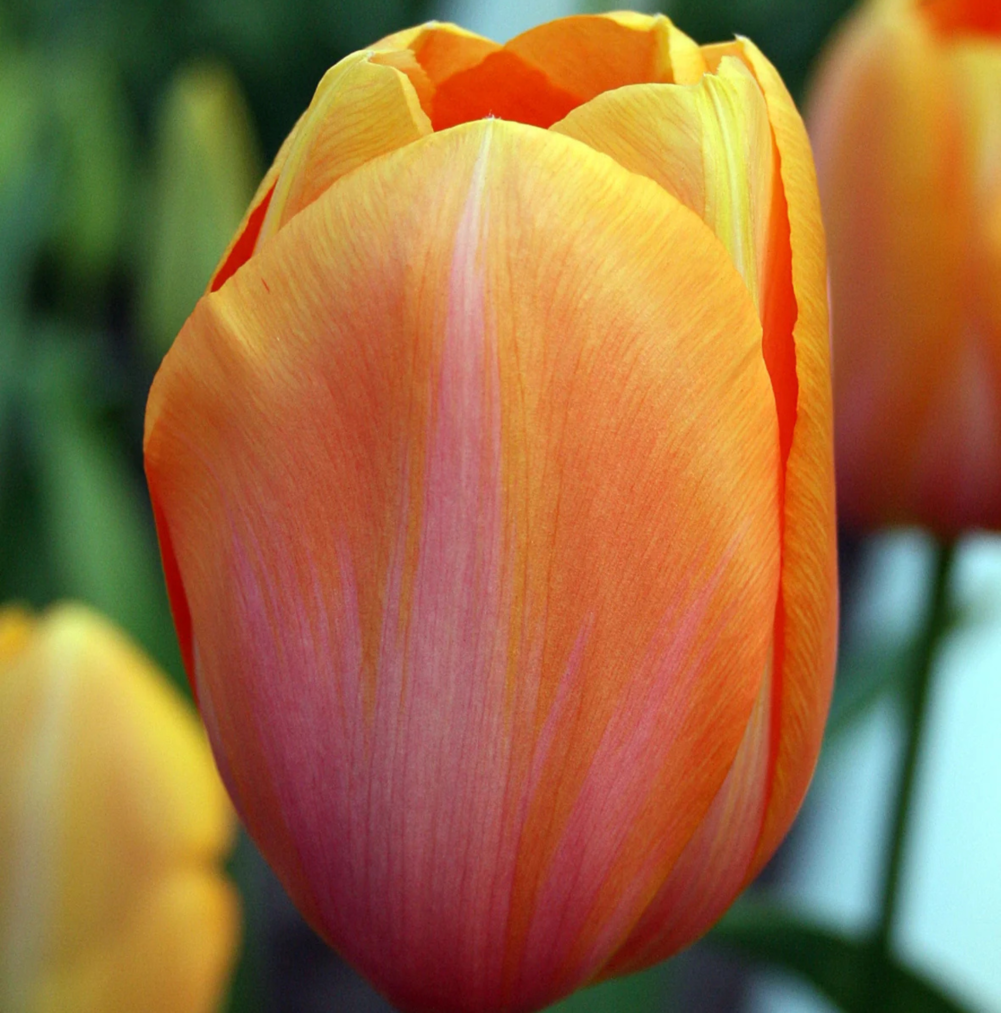 TULIPA SINGLE LATE DORDOGNE (15 bulbs)