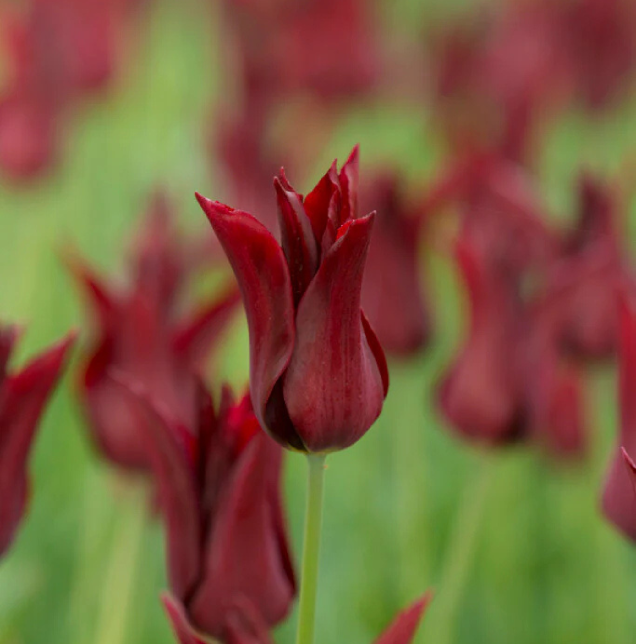 T.SARAH RAVEN (15 bulbs)