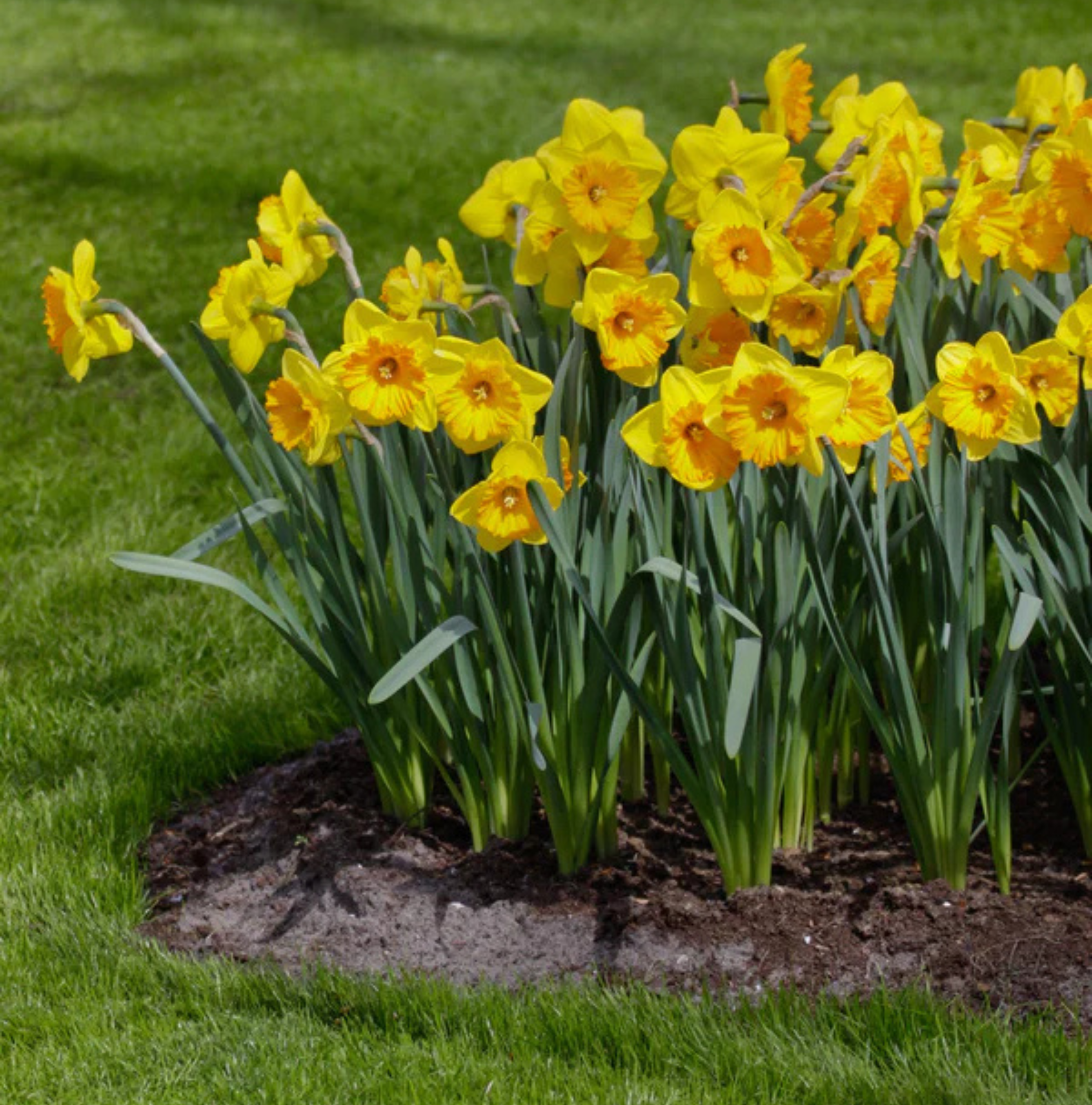 DAFFODILS LARGE-CUPPED FLOWER RECORD (15 bulbs)