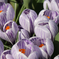 CROCUS VERNUS STRIPED