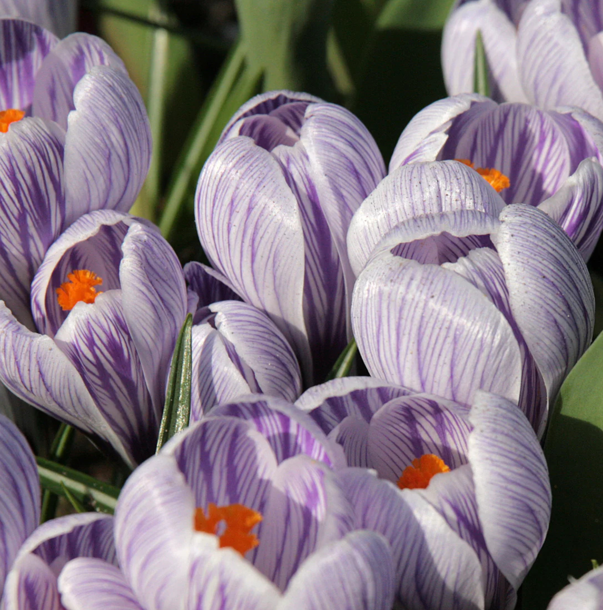 CROCUS VERNUS STRIPED
