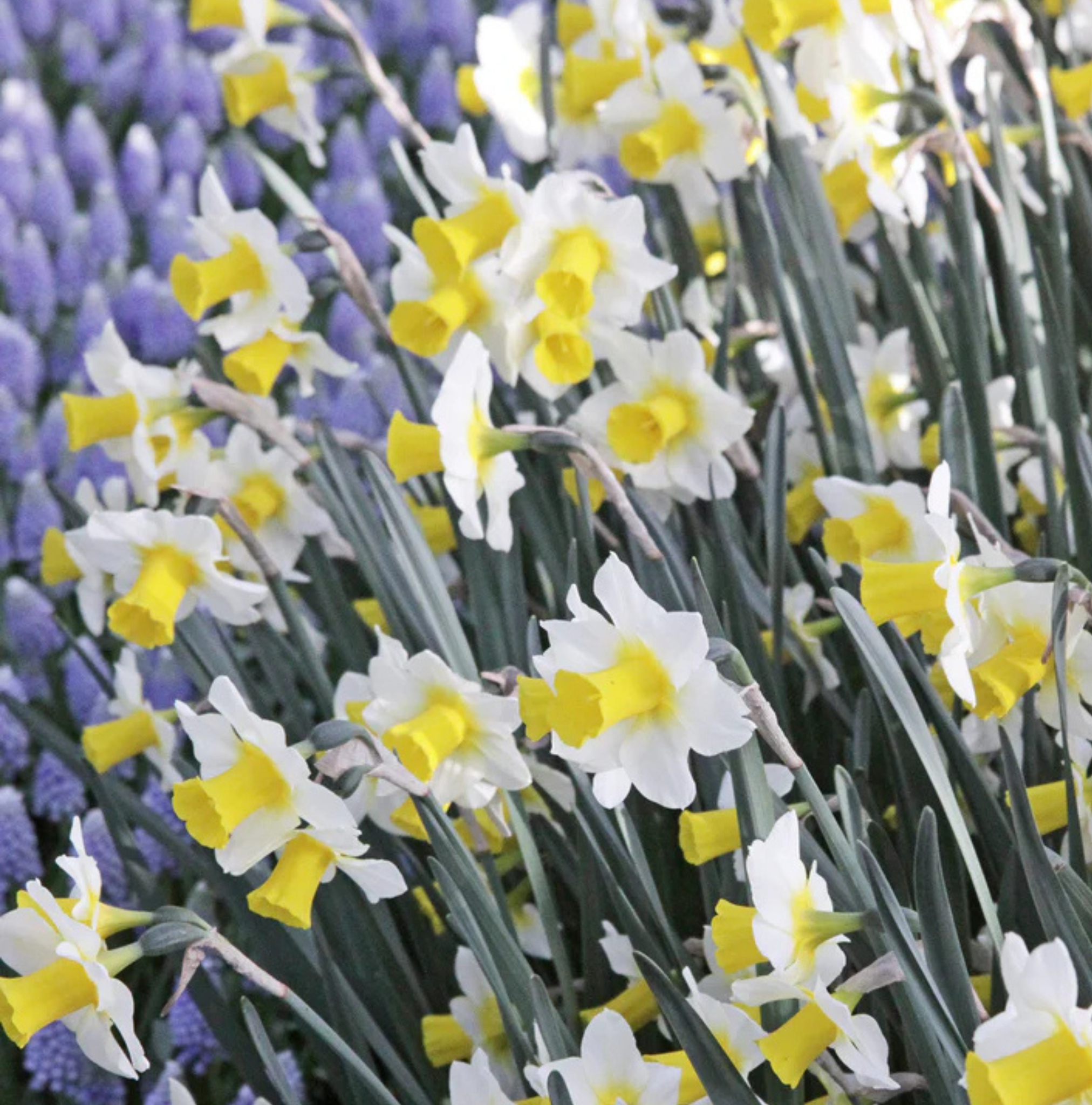 DAFFODILS JONQUILLA GOLDEN ECHO (15 bulbs)