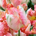 TULIPA PARROT APRICOT PARROT (15 bulbs)