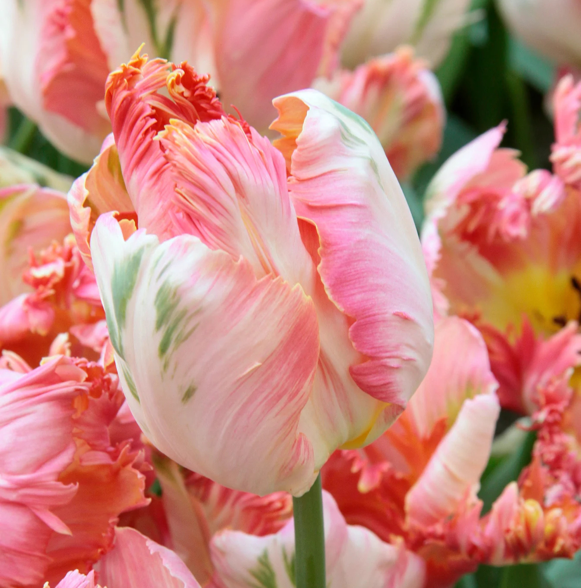 TULIPA PARROT APRICOT PARROT (15 bulbs)