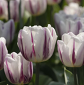 TULIPA TRIUMPH FLAMING FLAG (15 bulbs)