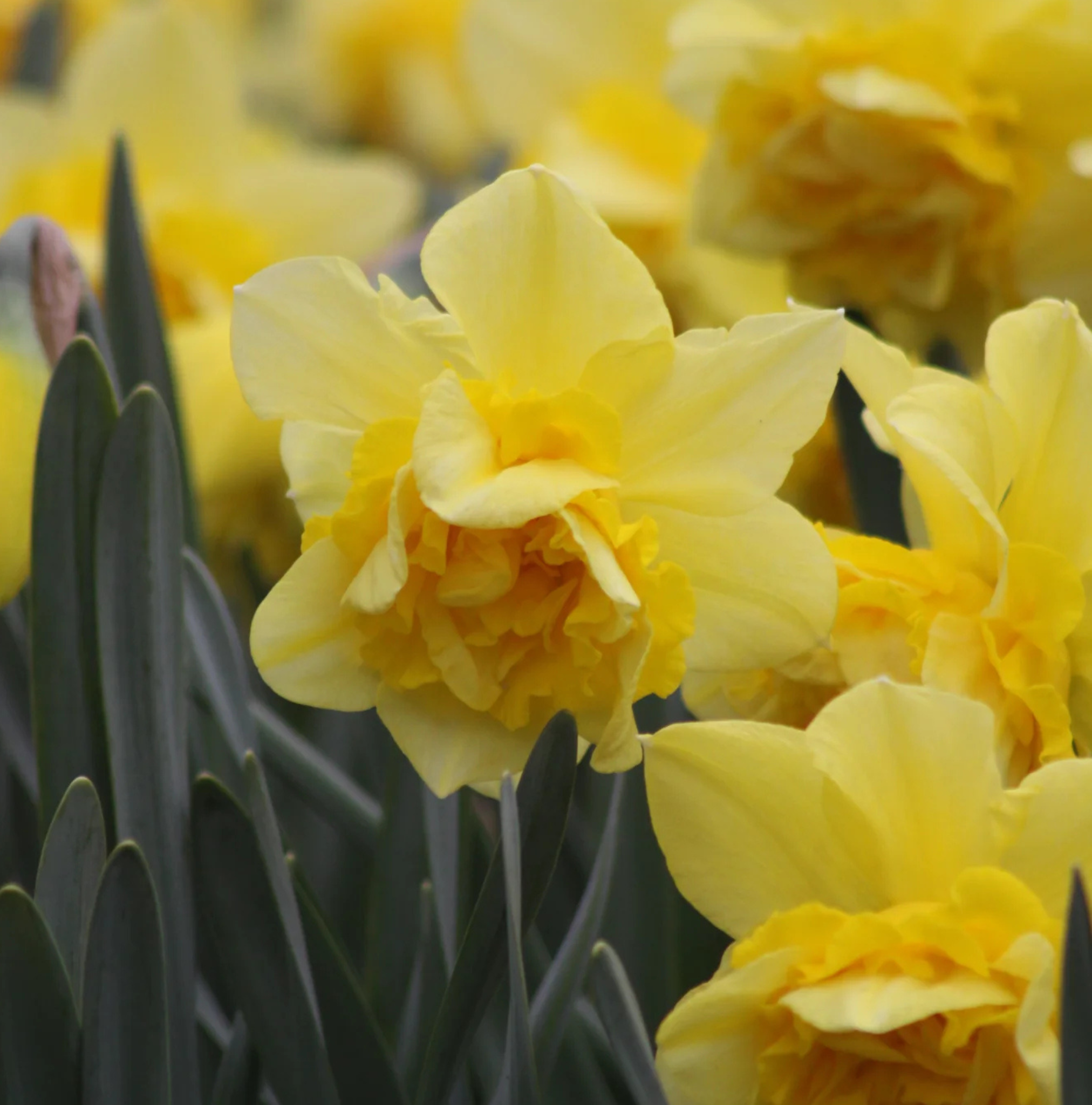 DAFFODILS DOUBLE DICK WILDEN (15 bulbs)