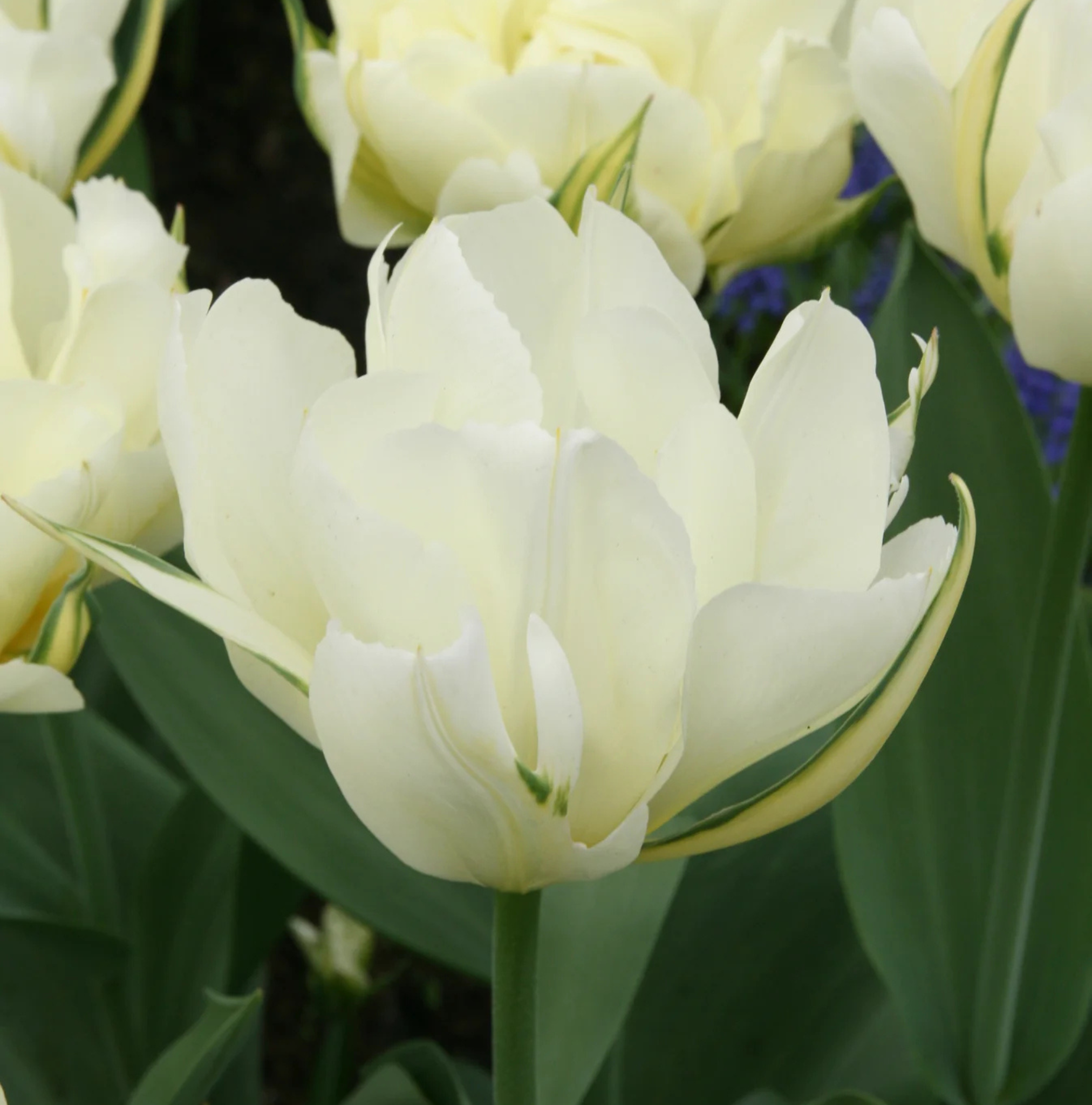TULIPA FOSTERIANA WHITE VALLEY (15 bulbs)