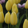 TULIPA SINGLE LATE MUSCADET (15 bulbs)