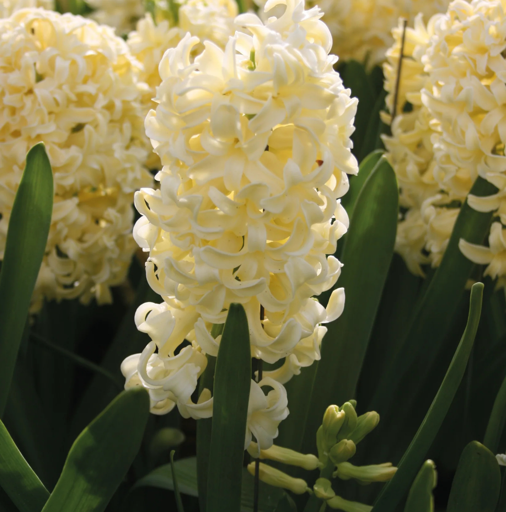 HYACINTHUS ORIENTALIS CITY OF HAARLEM (10 bulbs )