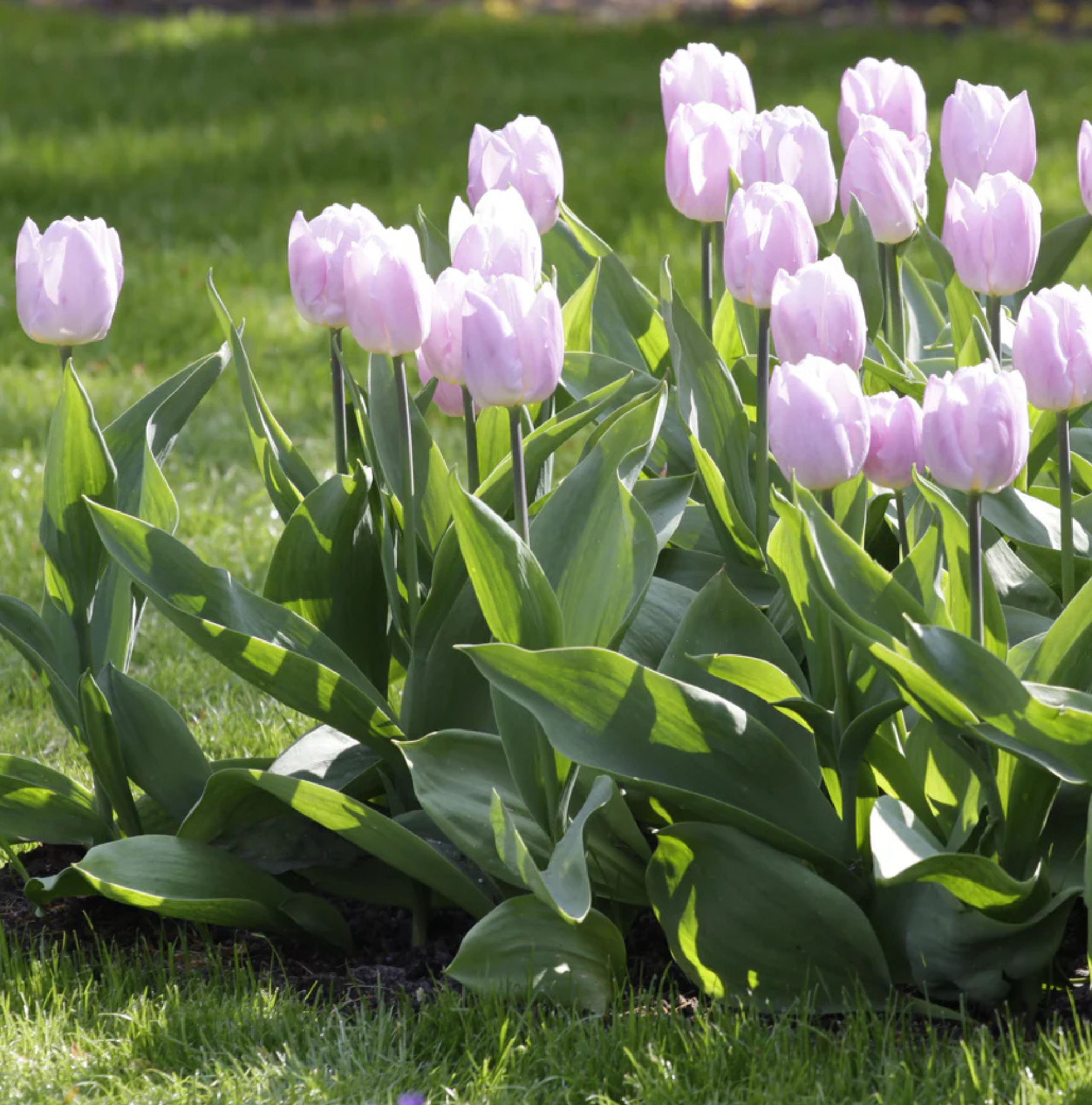 TULIPA SINGLE EARLY CANDY PRINCE (15 bulbs)