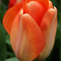 TULIPA DARWINHYBRID DAYDREAM (15 bulbs)