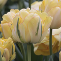 TULIPA DOUBLE LATE AKEBONO (15 bulbs)