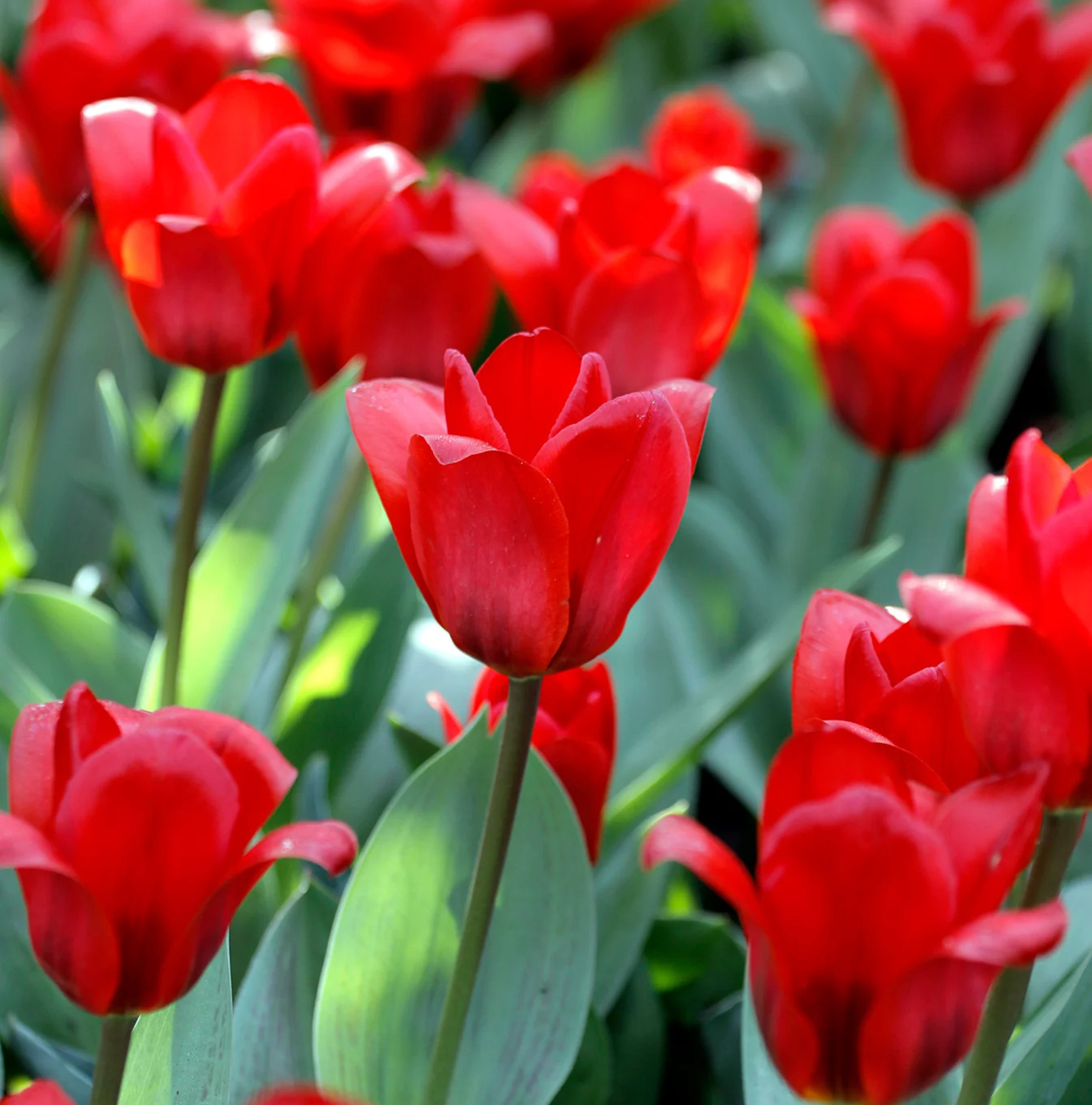 TULIPA KAUFMANNIANA SHOWWINNER (15 bulbs)