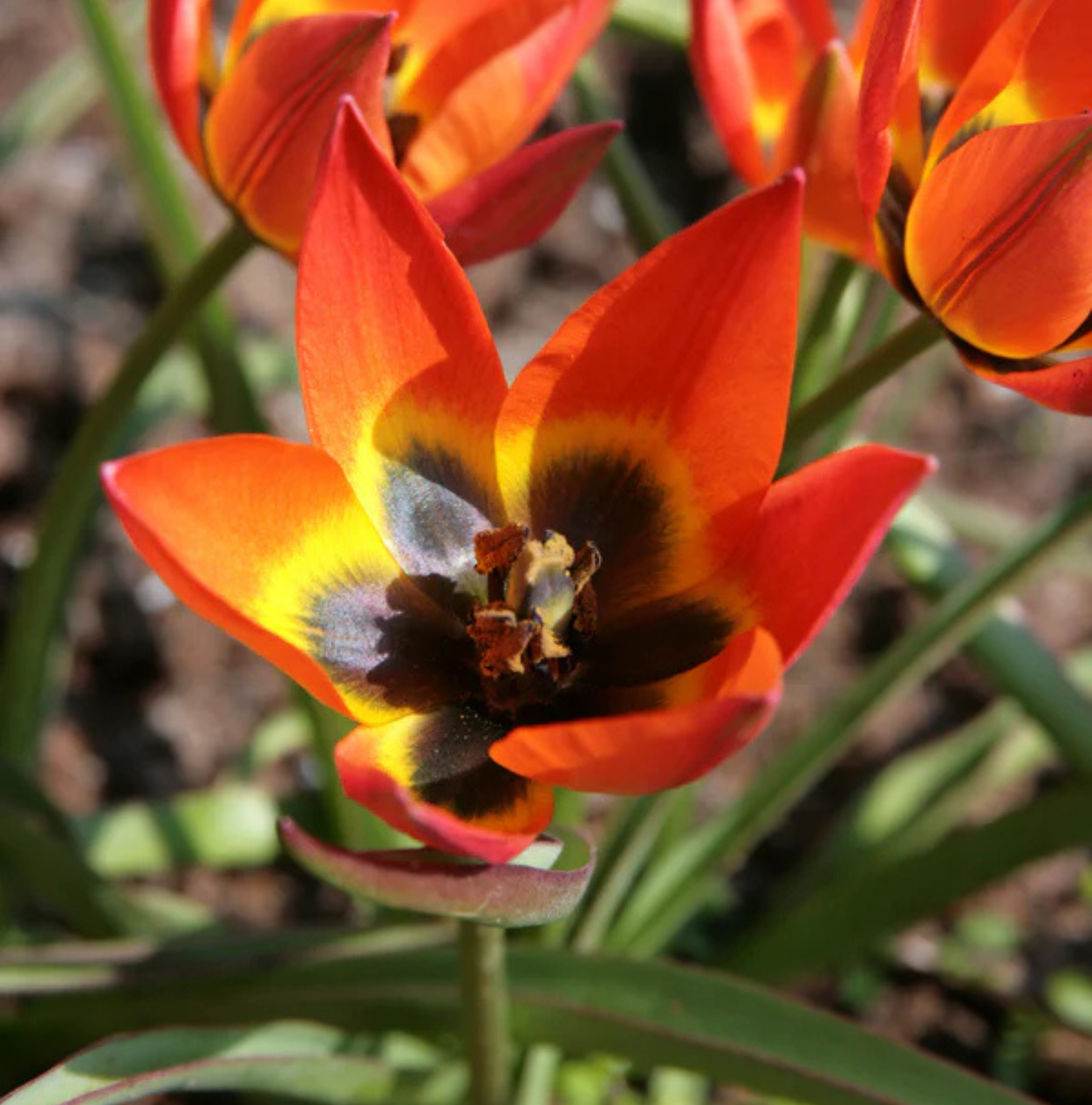 TULIPA SPECIES LITTLE PRINCESS (15 bulbs)