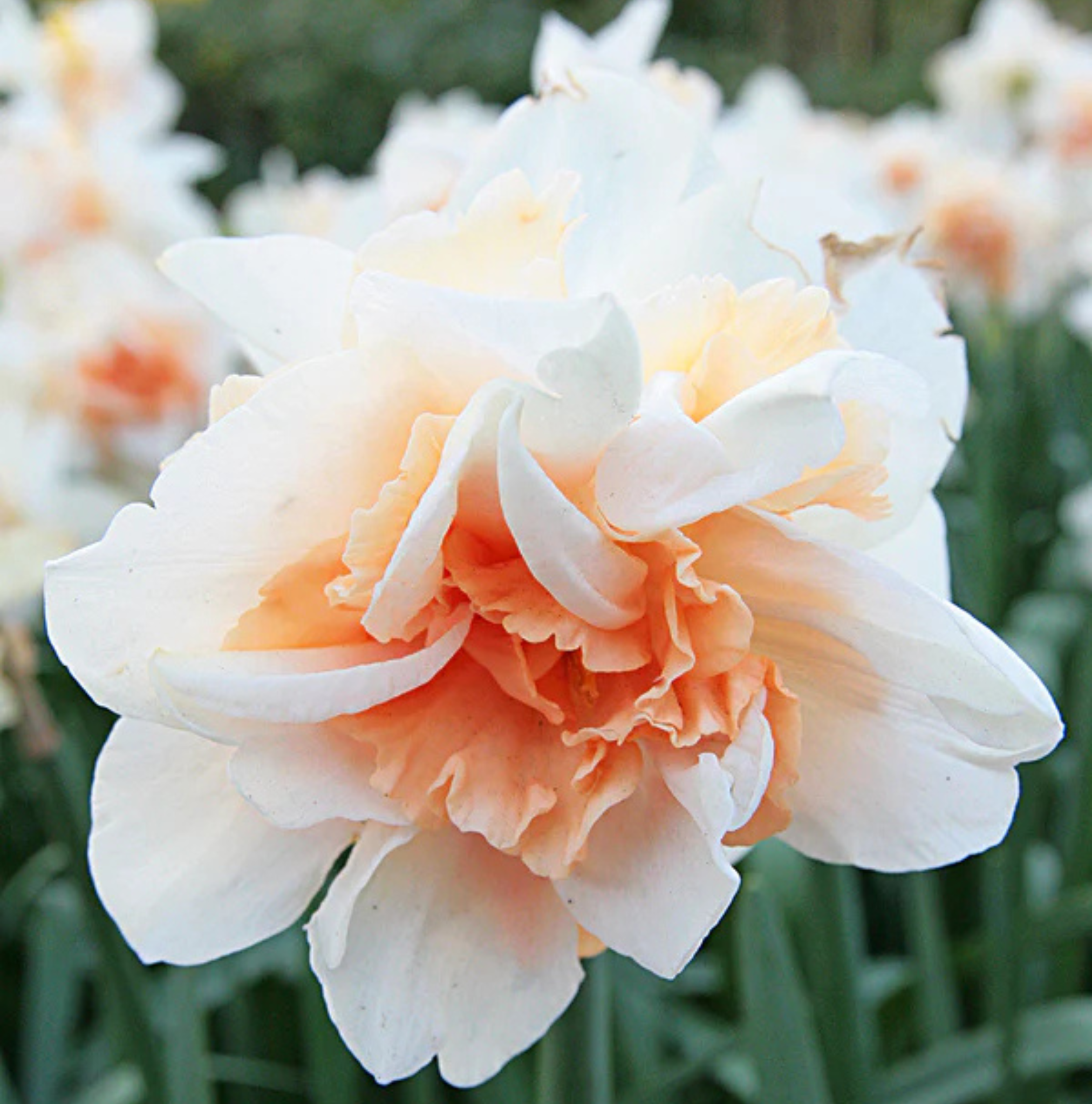 DAFFODILS DOUBLE REPLETE (15 bulbs)