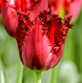TULIPA FRINGED PACIFIC PEARL (15 bulbs)