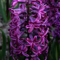 HYACINTHUS ORIENTALIS WOODSTOCK (10 bulbs)