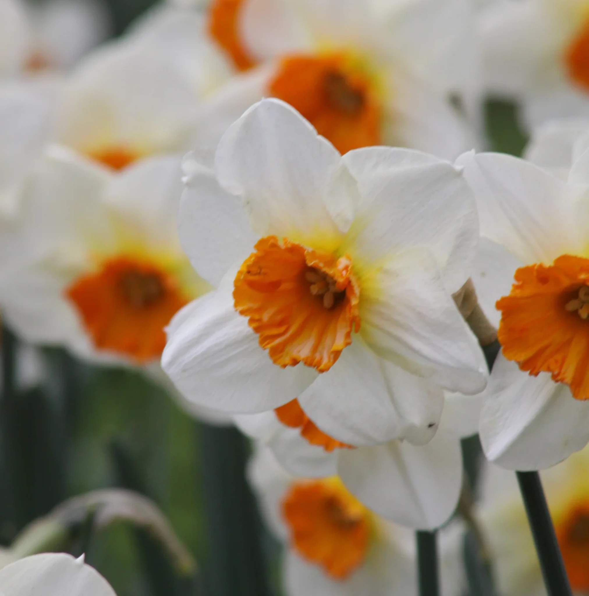 DAFFODILS SMALL-CUPPED BARRETT BROWNING (15 bulbs)