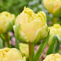 T.BOMBASTIC YELLOW (10 bulbs)