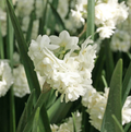 DAFFODILS TAZETTA ERLICHEER (15 bulbs)