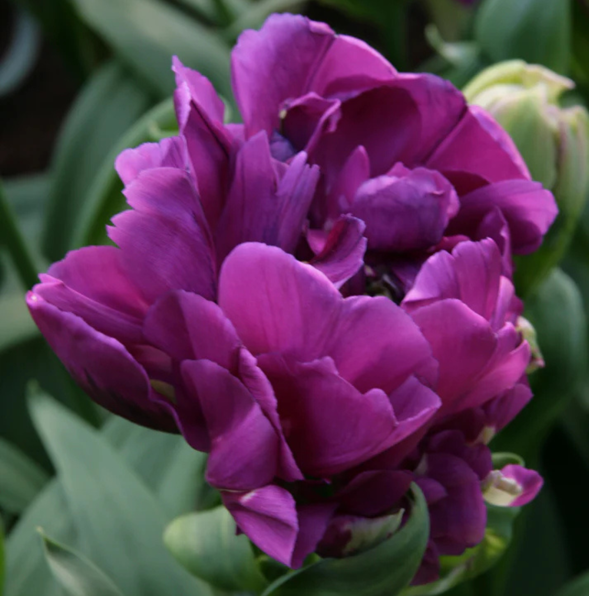 TULIPA DOUBLE LATE NEGRITA DOUBLE (15 bulbs)